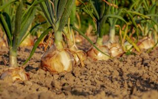 Cebola - como cultivar
