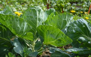 Couve - como cultivar