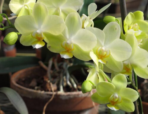 Como plantar orquídeas