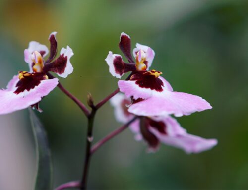 Como regar orquídeas