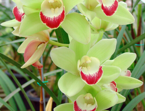 Como adubar orquídeas