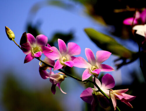 Orquídea gosta de sol