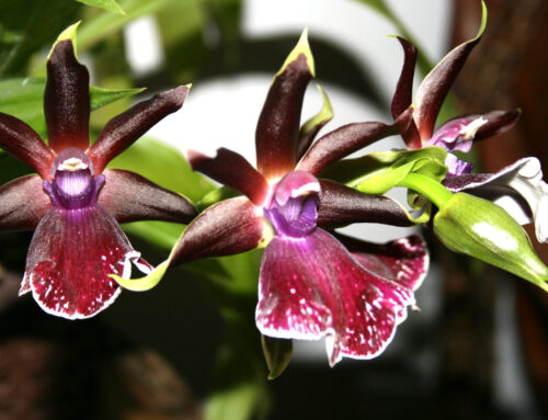 Como escolher suas orquídeas