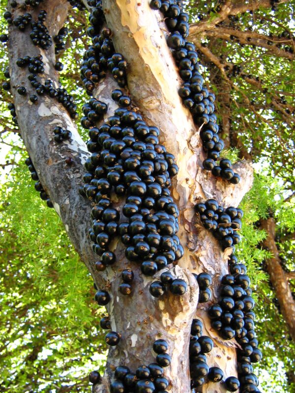 Jabuticaba - como fazer muda