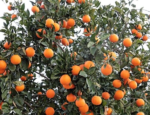 Como cultivar laranja