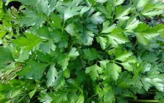 Salsinha - como cultivar