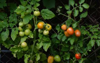 Tomate - como cuidar