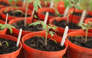 Tomate - como fazer muda