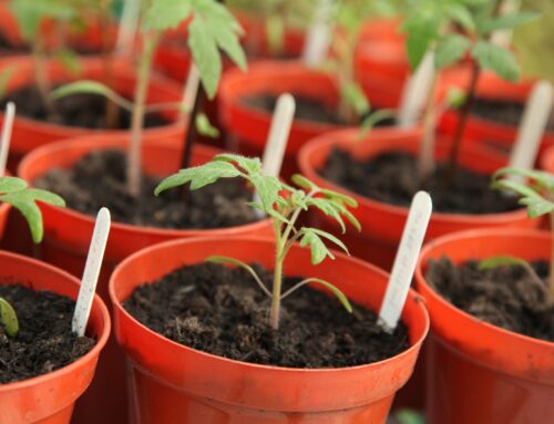 Como fazer muda de tomate